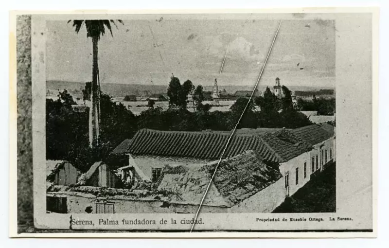 Palma fundadora de La Serena
