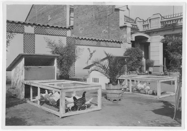 Gallineros y gallinas