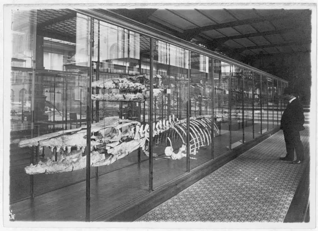 Museo de Historia Natural, París