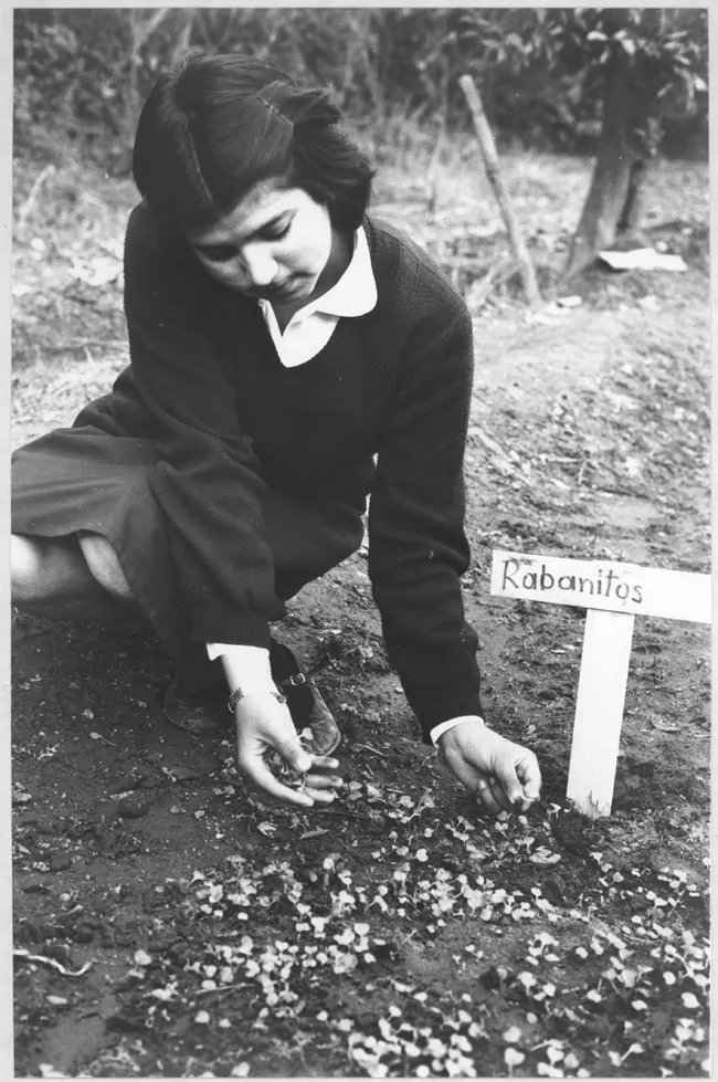 Alumnos trabajando en actividades del programa de huertos escolares, Escuela de Colina, 1983