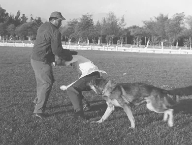 Perros Policiales de Carabineros