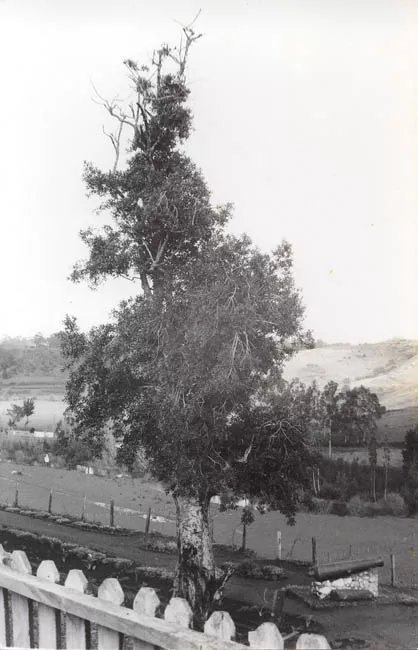 Arbol y Cerco