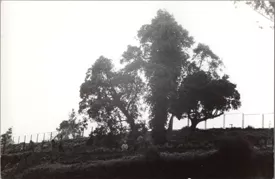 Arboles