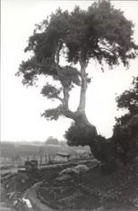 Arbol Contra el Cielo