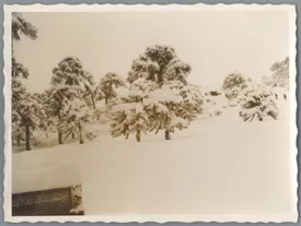 Arboles Nevados