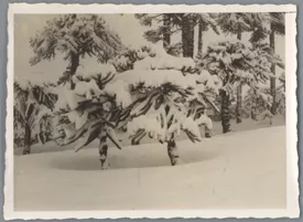 Arboles Nevados
