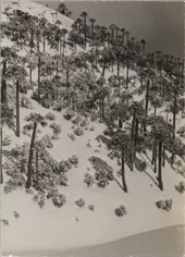 Araucarias Nevadas