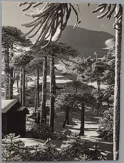 Araucarias Nevadas