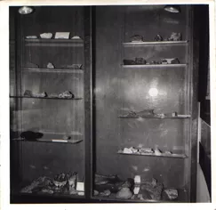 Muestras de fósiles, Interior Museo Araucano, 1974