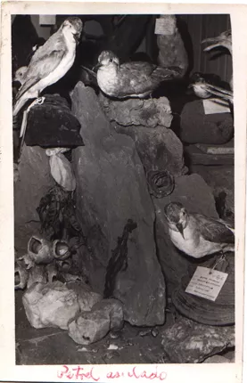 Exhibición de Aves del Museo de Temuco, 13-V-74