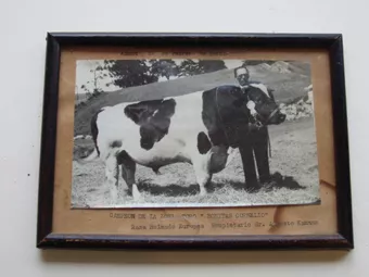 Retrato de hombre con bovino