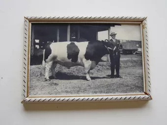 Retrato de hombre con bovino