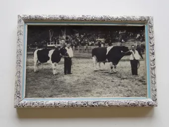 Exposición bovina