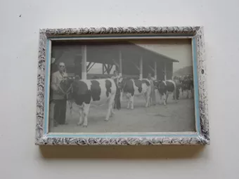 " Gran Champión Macho " 