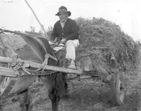 Agricultura, Forraje