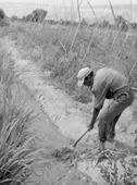 Riego, Actividad Agrícola