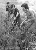 Trabajos voluntarios en Til Til
