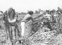 Chile, trabajos voluntarios