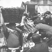 Chile, campesinos, faenas