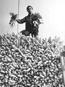 Chile, comercio, vega central