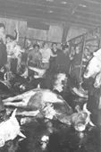 Matadero