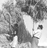 Chile. Economía. Agricultura.