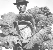 Chile, Economía. Agricultura Hortalizas