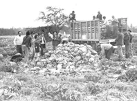 Chile, Economía. Agricultura Hortalizas.