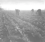 Chile, Economía. Agricultura Hortalizas.