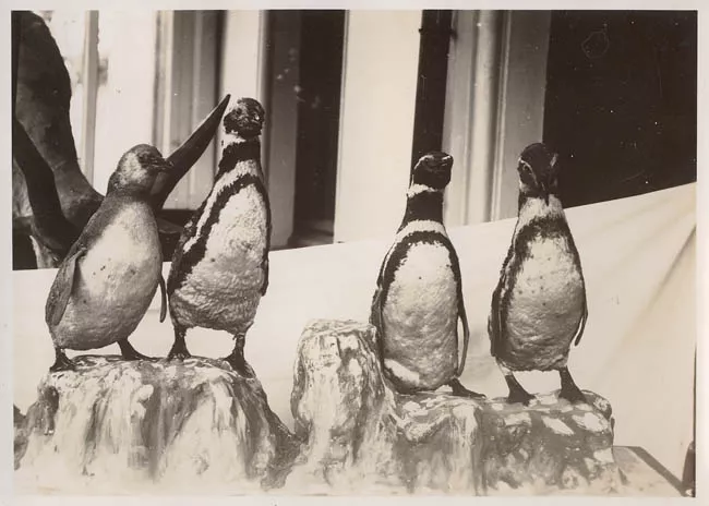 Cuatro especímenes de pingüinos taxidermizados