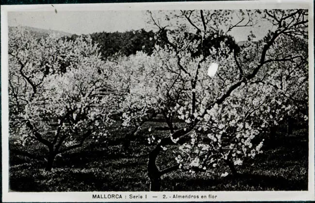 Almendros en flor
