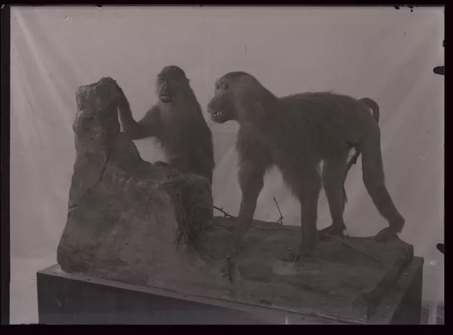 Animales taxidermizados