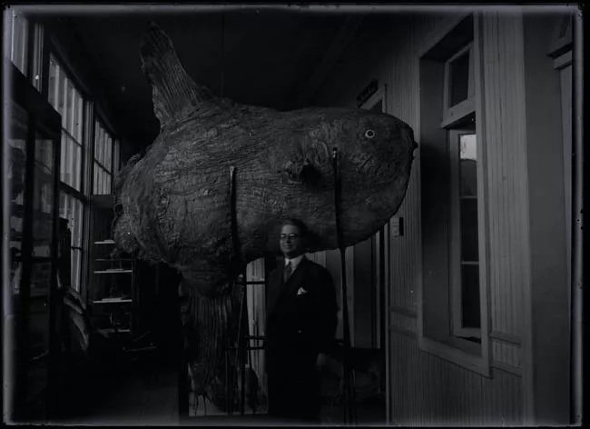 Carlos Oliver Schneider, junto  un pez Mola mola taxidermizado