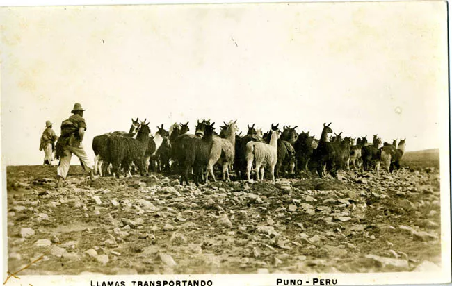 Llamas