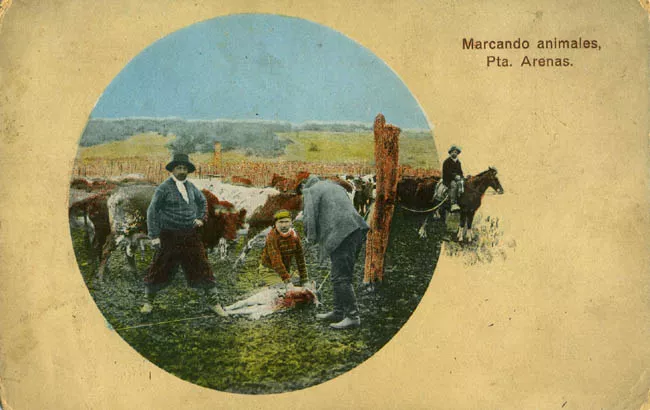 PUNTA ARENAS,MARCANDO ANIMALES