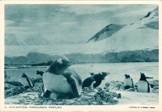 Antártida: pingüinos papuas