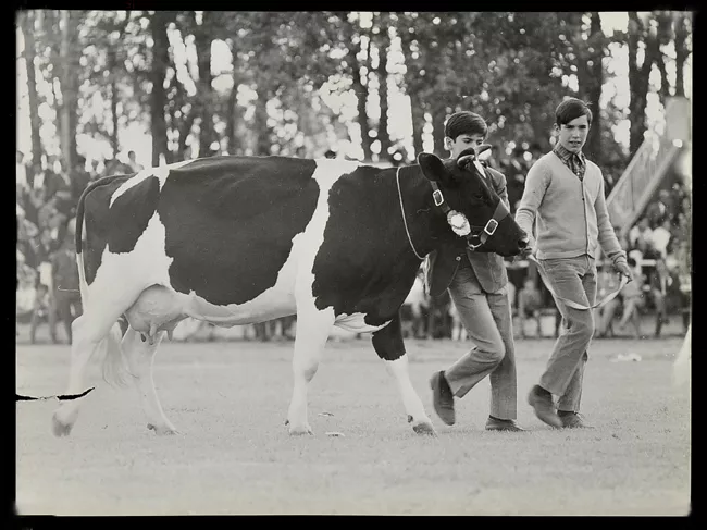 Feria ganadera