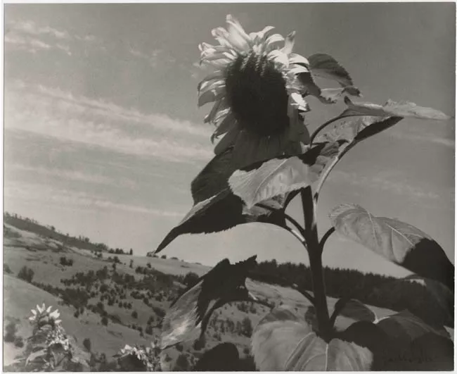 Planta de maravilla en flor