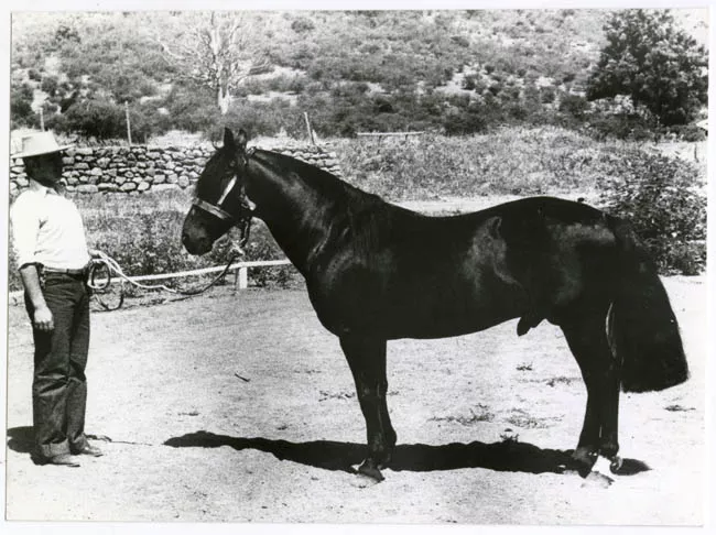 ACTIVIDAD AGRICOLA:ANIMALES.