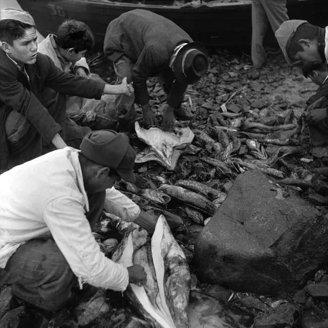 Recolectores de pescado