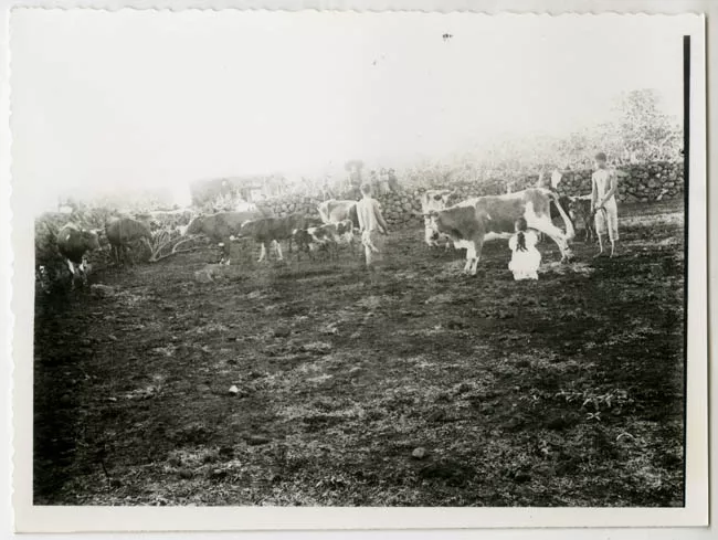 Ganado en Isla de Pascua.