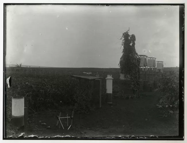 Plantación, Isla de Pascua.