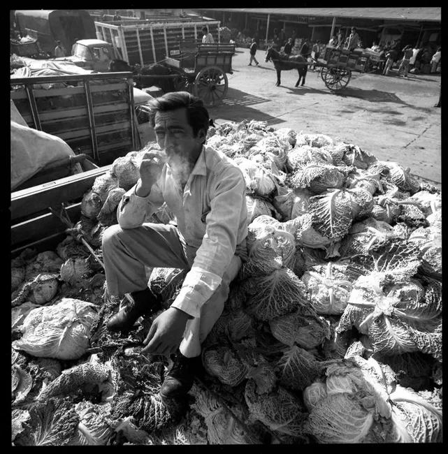 Fumando sobre repollos, remate en la Vega central