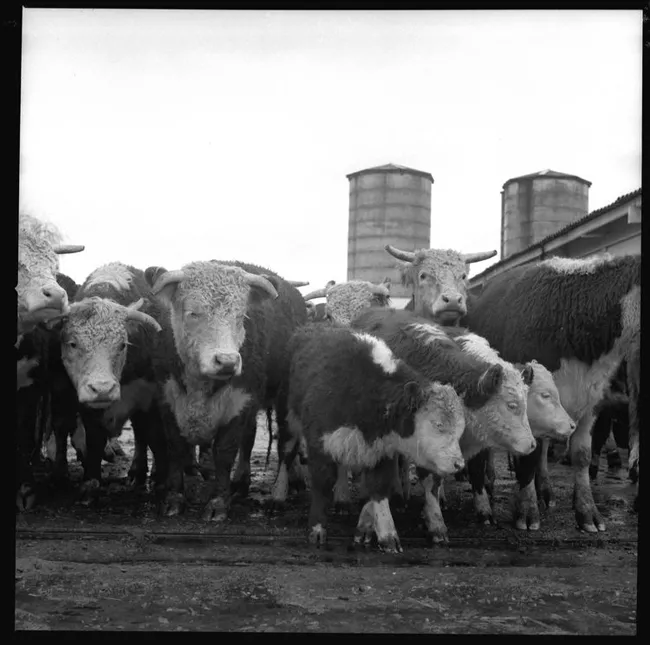 Ganado Hereford, Fundo La Rosa Sofruco. 
