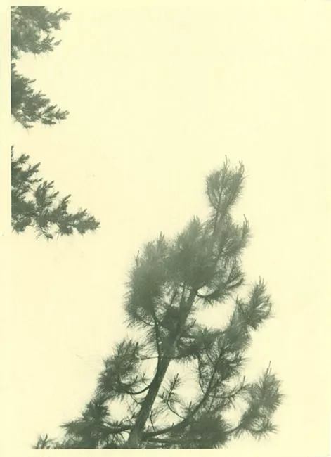 Ramas de pino