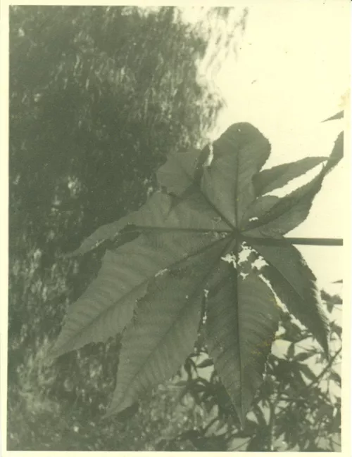 Hoja cayendo