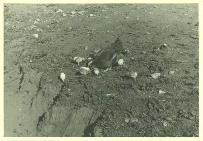 Gallina y pollos