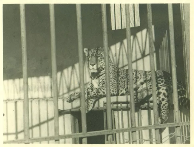 Leopardo