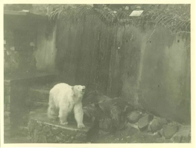 Oso polar
