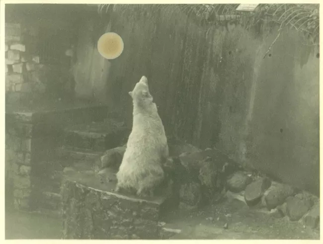 Oso polar